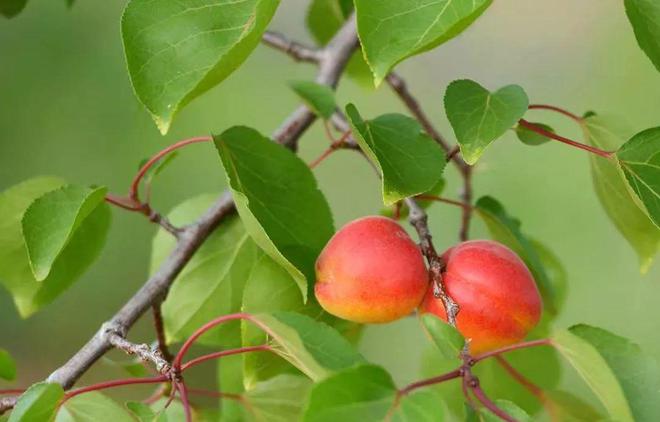 九游体育：明明可以靠颜值偏偏如此软、香、甜就吃这15天记得温柔以待哦！(图9)