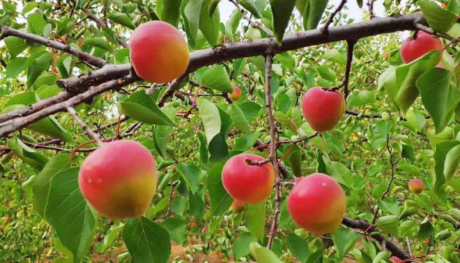 九游体育：明明可以靠颜值偏偏如此软、香、甜就吃这15天记得温柔以待哦！(图6)