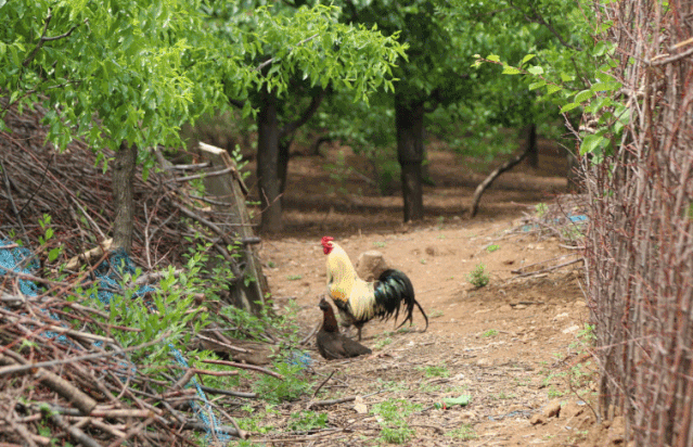 九游体育：明明可以靠颜值偏偏如此软、香、甜就吃这15天记得温柔以待哦！(图11)