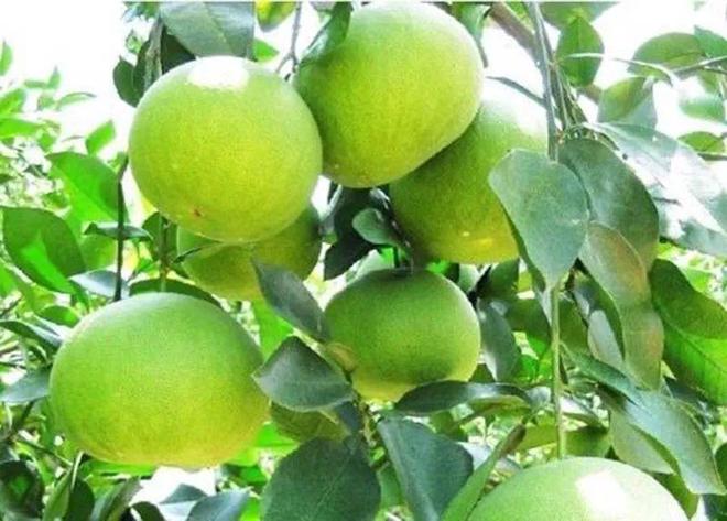 九游体育：明明可以靠颜值偏偏如此软、香、甜就吃这15天记得温柔以待哦！(图18)