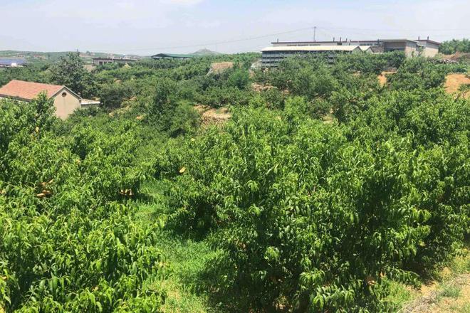 就爱这口鲜甜！蒙阴黄桃开摘啦香甜多汁很惊艳办公室年年复购
