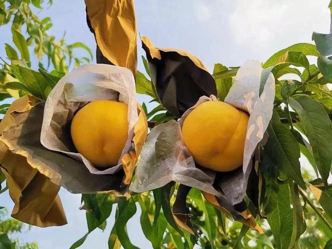 就爱这口鲜甜！蒙阴黄桃开摘啦香甜多汁很惊艳办公室年年复购(图4)