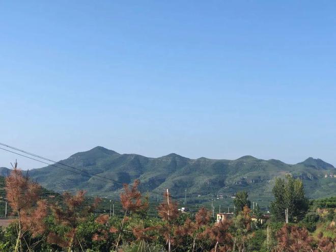 就爱这口鲜甜！蒙阴黄桃开摘啦香甜多汁很惊艳办公室年年复购(图2)