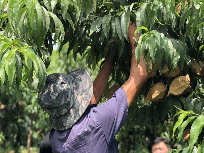 就爱这口鲜甜！蒙阴黄桃开摘啦香甜多汁很惊艳办公室年年复购(图3)
