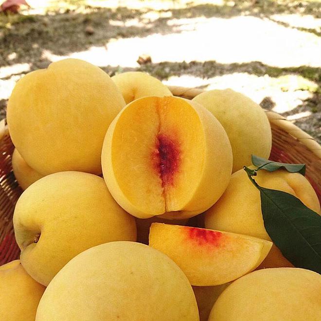 就爱这口鲜甜！蒙阴黄桃开摘啦香甜多汁很惊艳办公室年年复购(图5)