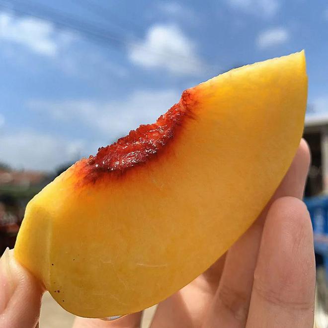 就爱这口鲜甜！蒙阴黄桃开摘啦香甜多汁很惊艳办公室年年复购(图7)