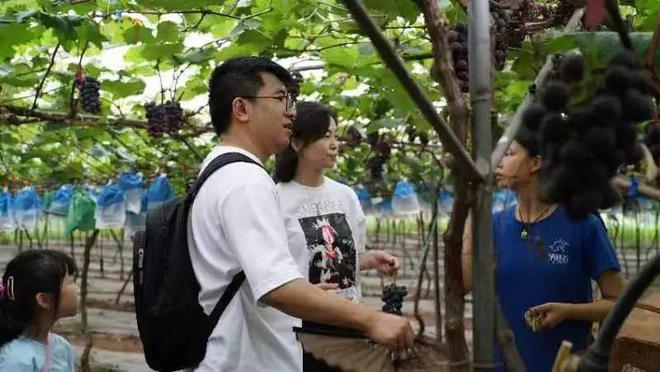 物流助力农业振兴重庆葡萄香飘四方(图1)