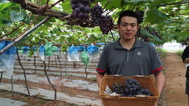 物流助力农业振兴重庆葡萄香飘四方(图2)