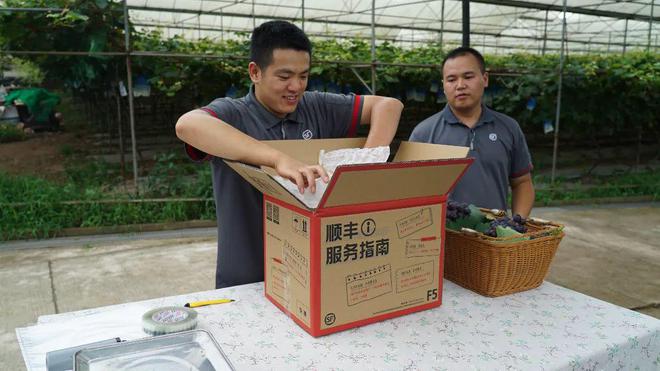 物流助力农业振兴重庆葡萄香飘四方(图3)