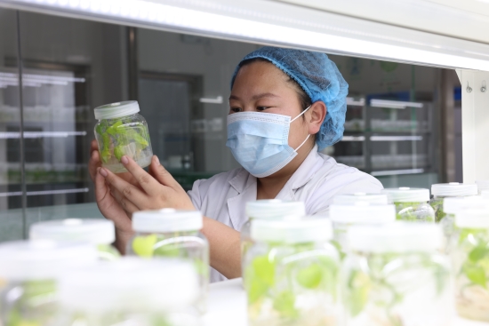 河北卢龙：甘薯焕发新“薯”光(图2)