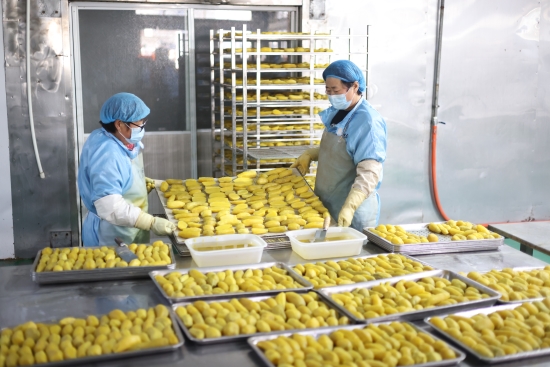 河北卢龙：甘薯焕发新“薯”光(图3)