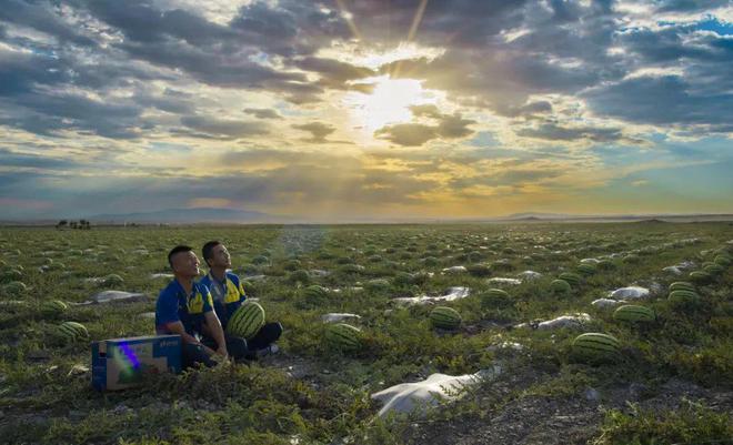 九游体育网站：德邦快递护航宁夏硒砂瓜铺就农民增收致富路(图2)