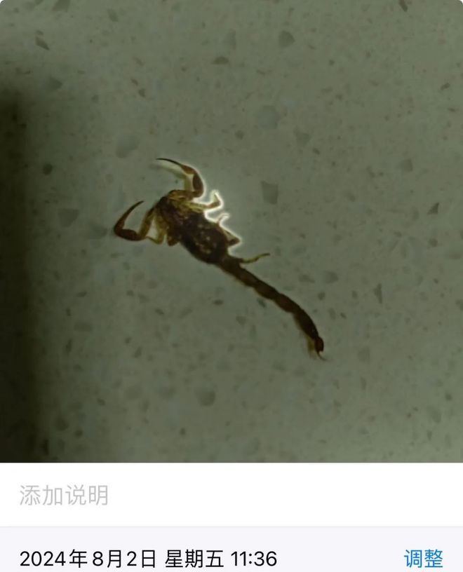 蝎子藏水果包装袋蜇伤72岁老人？百果园回应