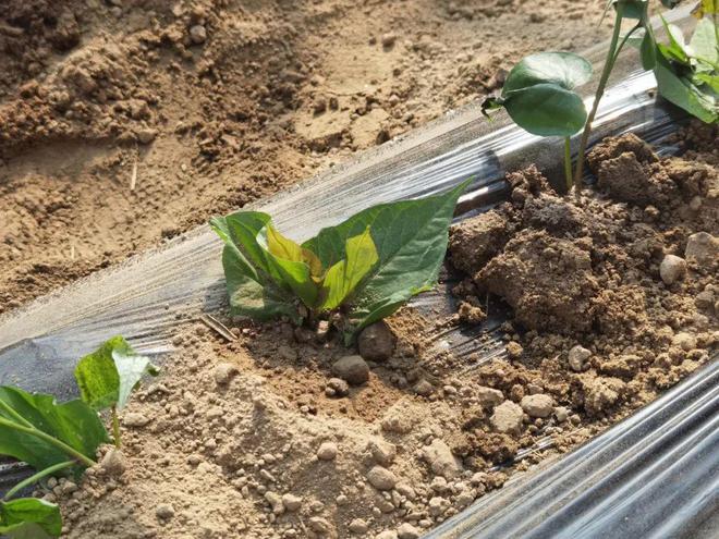 满满花青素个个流蜜流油入秋谁吃谁享受减脂人也能放心炫！(图4)