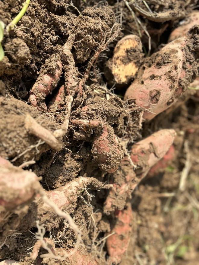 满满花青素个个流蜜流油入秋谁吃谁享受减脂人也能放心炫！(图6)