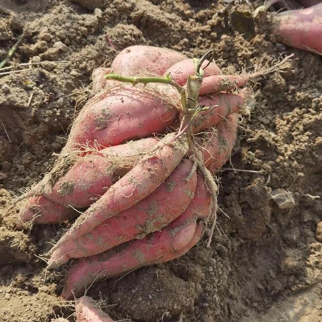 满满花青素个个流蜜流油入秋谁吃谁享受减脂人也能放心炫！(图5)