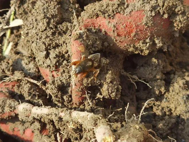 满满花青素个个流蜜流油入秋谁吃谁享受减脂人也能放心炫！(图9)