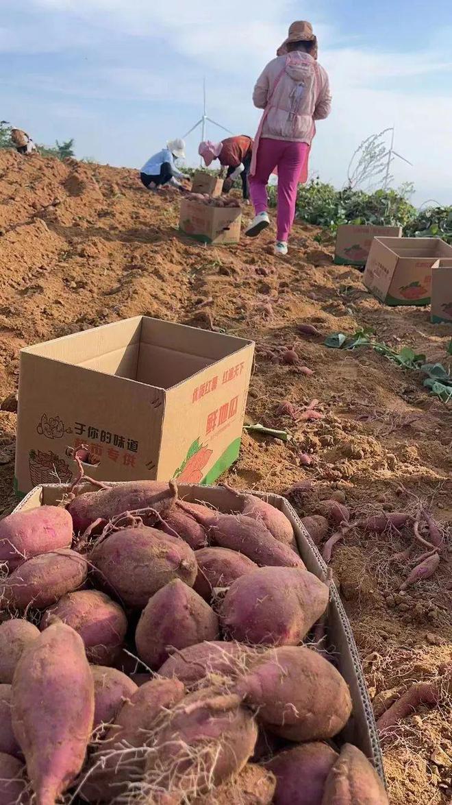 满满花青素个个流蜜流油入秋谁吃谁享受减脂人也能放心炫！(图10)