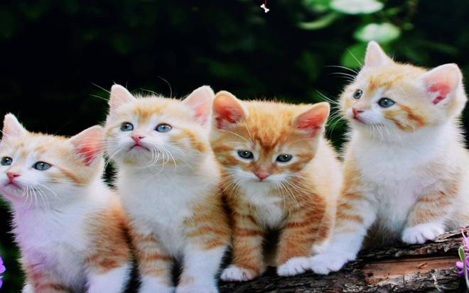 HKCC299Q简评黄金曲率搭配高分辨率尽享专业级电影画质(图8)