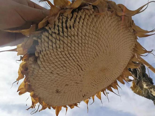 新疆塔城原味瓜子自然醇香不脏手好磕不上火！(图2)