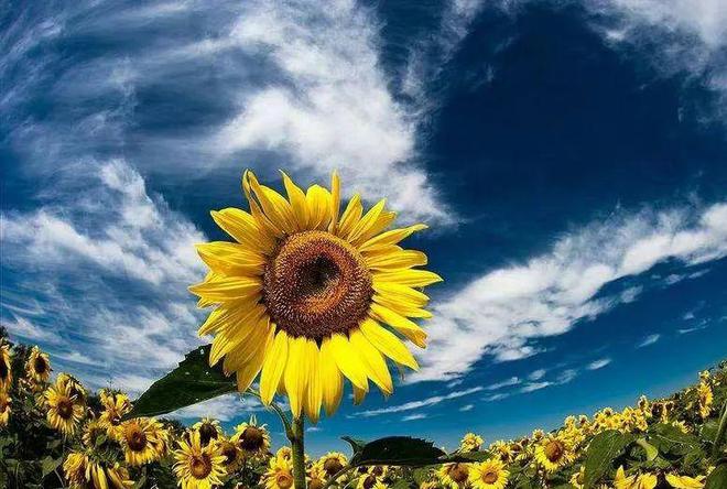 新疆塔城原味瓜子自然醇香不脏手好磕不上火！(图3)