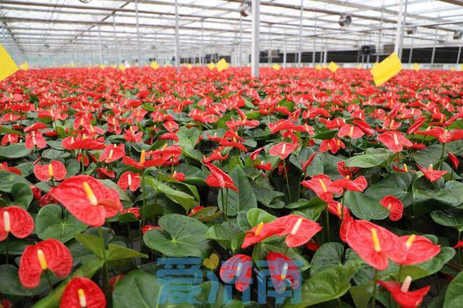 盘活鲜花经济“流量池”济南直播间里的“美丽经济”(图1)