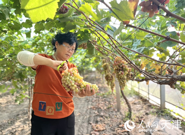 一串葡萄甜遍村庄(图2)