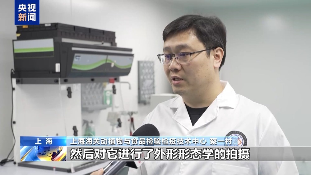 36只蜈蚣闯关？上海海关拆穿“塑料摆件”陷阱(图7)