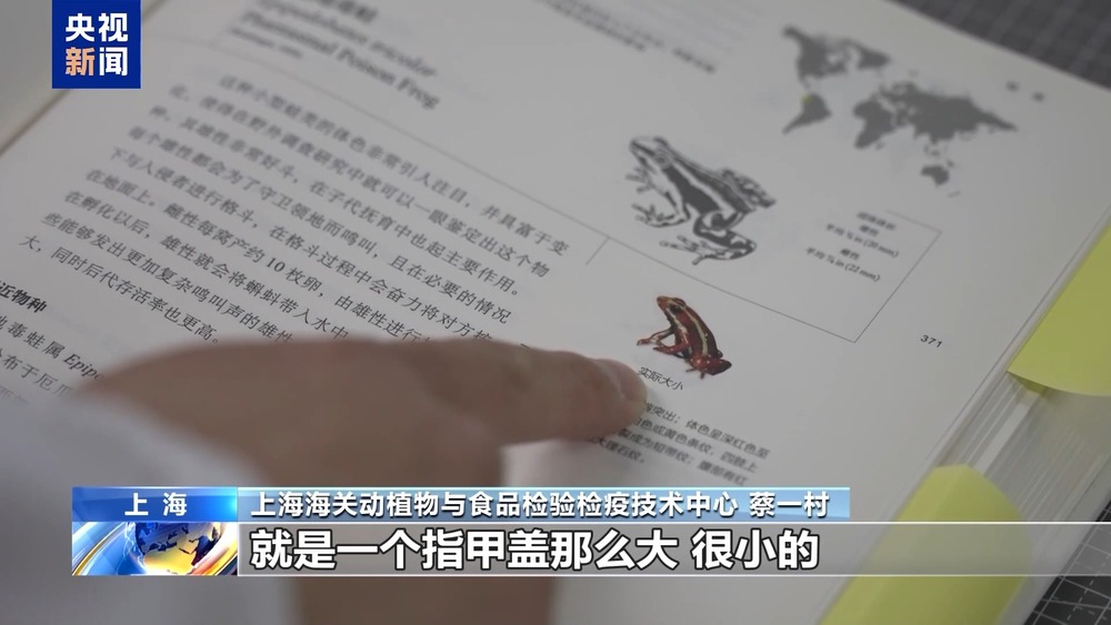 36只蜈蚣闯关？上海海关拆穿“塑料摆件”陷阱(图6)