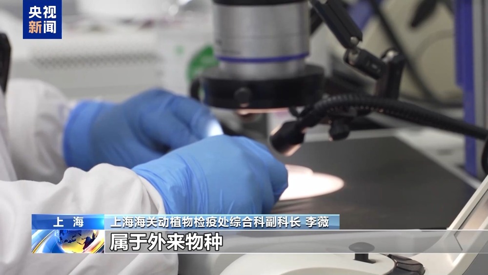 36只蜈蚣闯关？上海海关拆穿“塑料摆件”陷阱(图5)