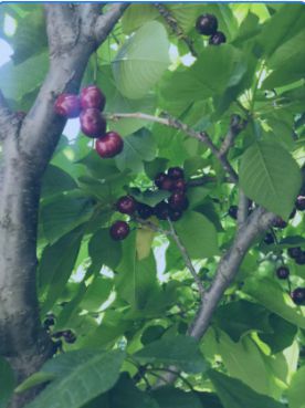 反对过度包装、防止食品浪费、注重绿色低碳等