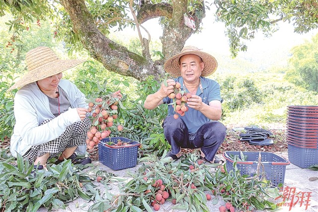 饶平县联饶镇以“科技+市场+文化”激发荔枝产业发展动能岭南佳果书写富民兴村甜美篇章(图1)