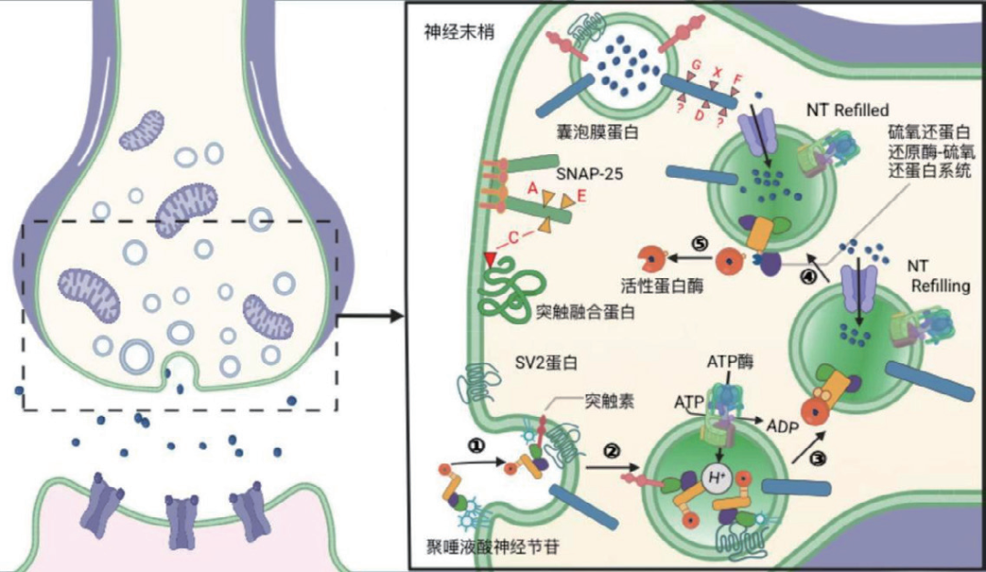 真空包装≠绝对安全即食真空包装食品引发多起肉毒中毒病例(图2)