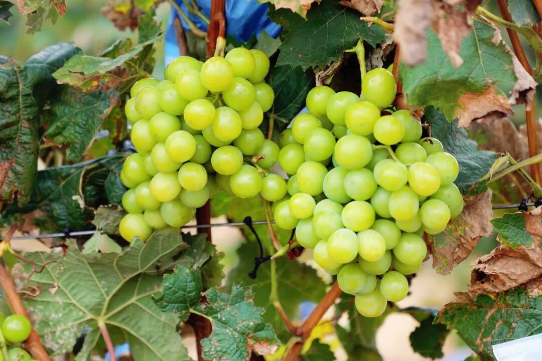 陕西榆阳区麻黄梁镇：葡甜果红迎丰收大户领航富乡村