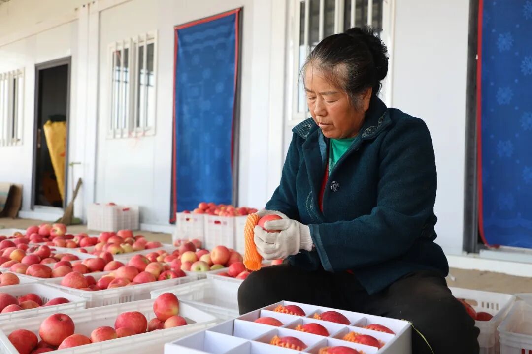 陕西榆阳区麻黄梁镇：葡甜果红迎丰收大户领航富乡村(图2)