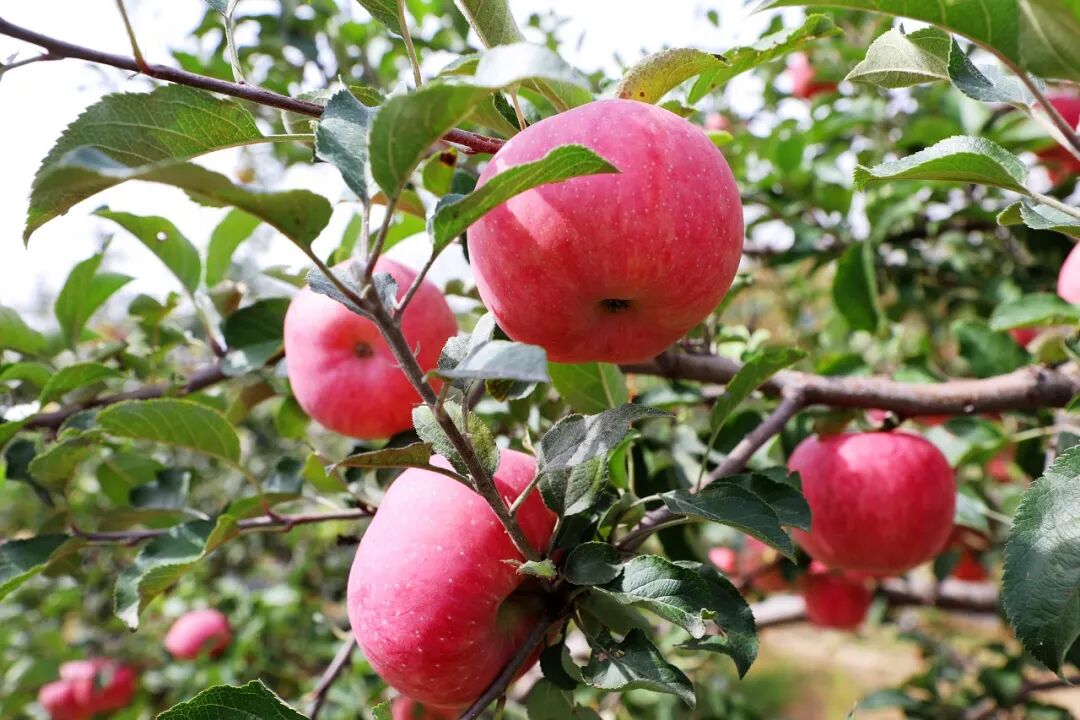 陕西榆阳区麻黄梁镇：葡甜果红迎丰收大户领航富乡村(图3)