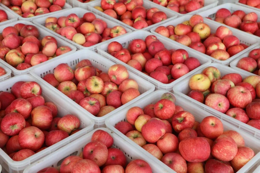 陕西榆阳区麻黄梁镇：葡甜果红迎丰收大户领航富乡村(图4)