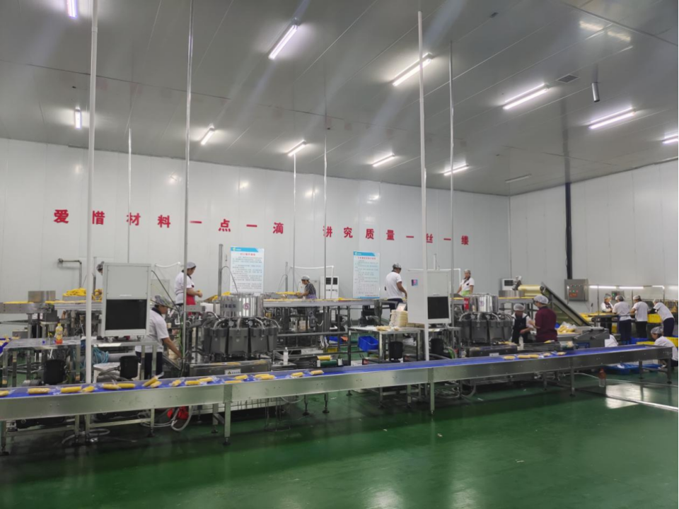 九游体育网站：吉林鲜食玉米十大黄金名片｜吉林嘉美食品有限公司：黑土孕糯香“嘉美”谱新章(图3)