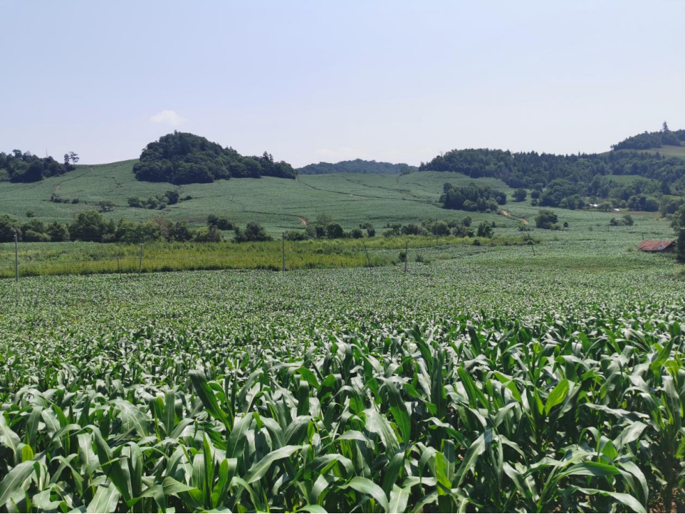 九游体育网站：吉林鲜食玉米十大黄金名片｜吉林嘉美食品有限公司：黑土孕糯香“嘉美”谱新章
