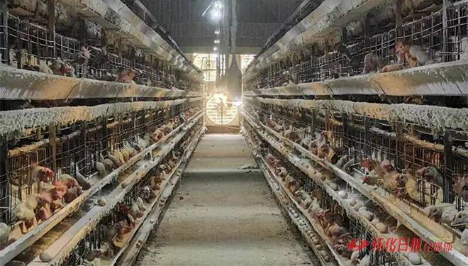 怀化鸡蛋如何破局？(图7)