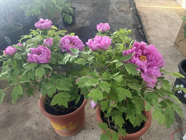 探访新春年货寄递一线：年货消费活力旺快递护航经济顺畅运行(图2)