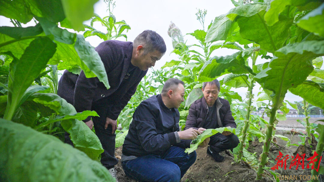 向新而行质领未来——湖南中烟以新质生产力点燃产业升级新引擎(图4)